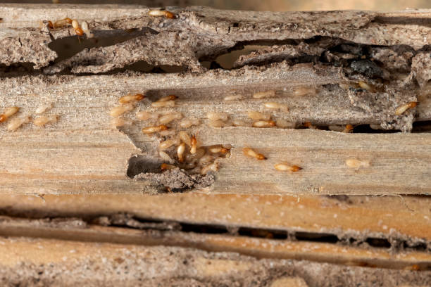 Best Pest Control Near Me in Englewood, OH